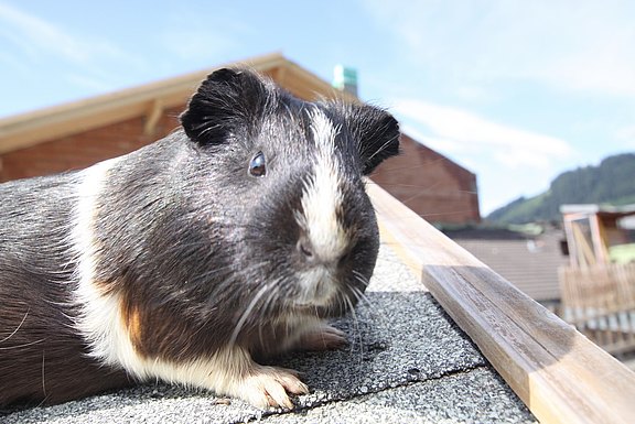 One of our guinea pigs